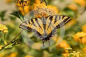 Western Tiger Swallowtail Butterfly