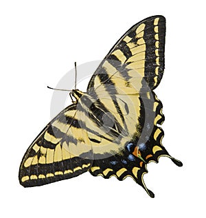 Western Tiger Swallowtail Butterfly isolated white