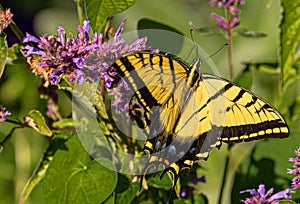 Western Tiger Swallowtail Butterfly Seeking Nectar on Purple Colorado Wildflowers, Montrose Botanic Gardens, Colorado