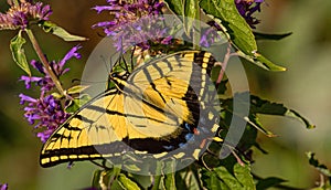 Western Tiger Swallowtail Butterfly Seeking Nectar on Purple Colorado Wildflowers, Montrose Botanic Gardens, Colorado  2