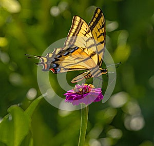 Western Tiger Swallowtail Butterfly Seeking Nectar on Purple Zinnia Wildflowers, Montrose Botanic Gardens, Colorado #2 photo