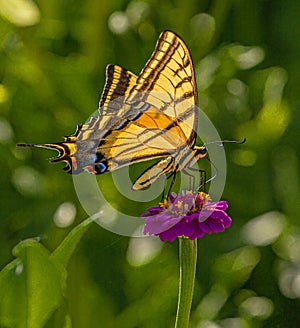 Western Tiger Swallowtail Butterfly Seeking Nectar on Purple Zinnia Wildflowers, Montrose Botanic Gardens, Colorado