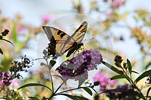 Western Tiger Swallowtail Papilio rutulus Butterfly on Butterfly Bush