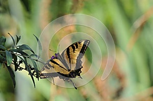 Western Tiger Swallowtail Papilio rutulus Butterfly on Butterfly Bush