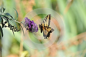 Western Tiger Swallowtail Papilio rutulus Butterfly on Butterfly Bush