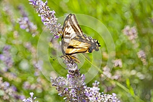 Western Tiger Swallowtail, Papilio rutulus, on Lav