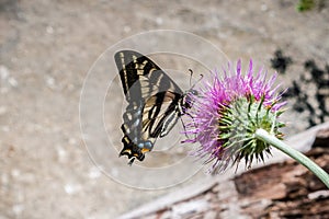Western Tiger Swallowtail Papilio rutulus pollinating a thistle flower, Yosemite National Park, California