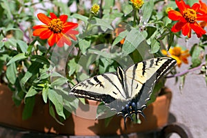 Western Tiger Swallowtail, Pterourus rutulus