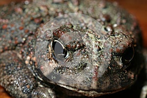 western toad (Anaxyrus boreas)