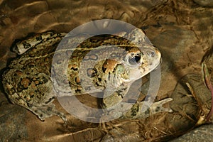 Western Toad (Anaxyrus boreas)