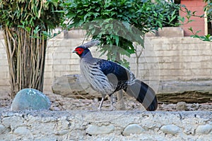 Western Tragopan Bird