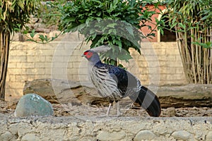 Western Tragopan Bird, Shimla, India