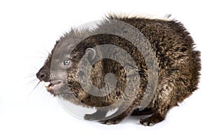 Western tree hyrax Dendrohyrax dorsalis