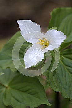 Western Trillium Trillium ovatum, Cowichan Valley, Vancouver Island, British Columbia