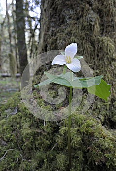 Western Trillium Trillium ovatum, Cowichan Valley, Vancouver Island, British Columbia