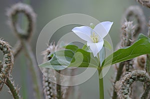 Western Trillium Trillium ovatum, Cowichan Valley, Vancouver Island, British Columbia