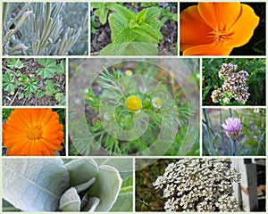 Western U.S. Herbs Collage