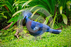 Western Victorian crowned-pigeon