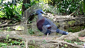 Western Victorian crowned-pigeon