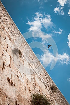 Western wall with bird in the sky, Jerusalem, Israel