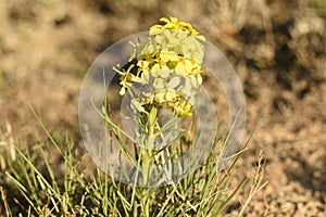 Western Wallflower Erysimum capitatum