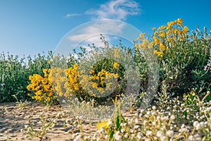 Western Wallflower (Erysimum capitatum), bright yellow wildflowers in bloom in desert