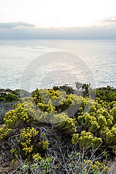 Western wallflowr against pacific ocean in the morning