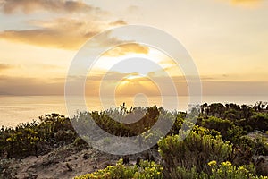 Western wallflowr blooming on cliff with pacific ocean at sunrise