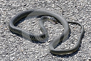 Western Whip Snake (Coluber viridiflavus)