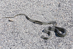 Western Whip Snake on a road in Sardinia