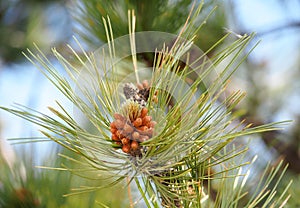 Western White Pine Or Pinus Monticola