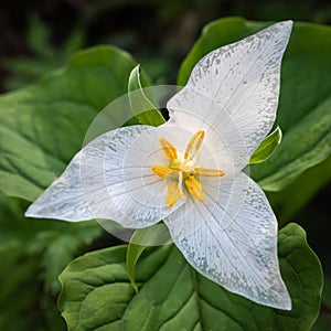 Western White Trillium aging in Spring