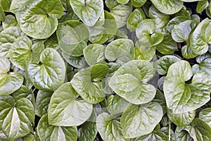 Western Wild Ginger Groundcover