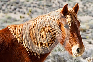 Western Wild Horse