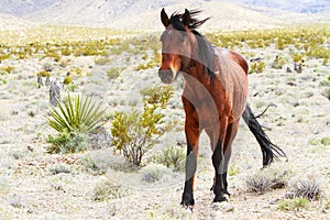 Western Wild Horse