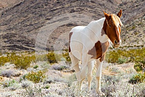 Western Wild Horse