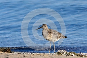 Western Willet on the Beach