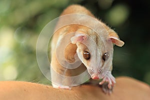 Western woolly opossum