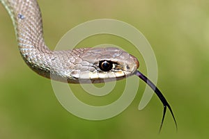 Western Yellow-bellied Racer - Coluber constrictor mormon