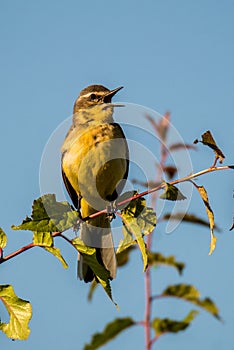 western yellow wagtail