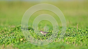 Western yellow wagtail, Motacilla flava. The bird find and eats bugs.