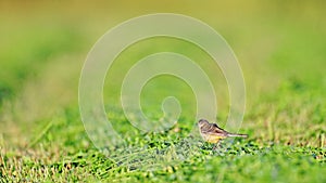 Western yellow wagtail, Motacilla flava. The bird sits on the field plant