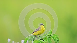 Western yellow wagtail, Motacilla flava. The bird sits on the stem of a dry plant.