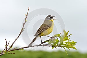 Western yellow wagtail Motacilla flava. Kamchatka, Russia.