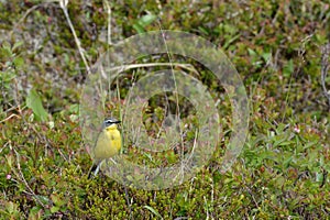 Western yellow wagtail Motacilla flava. Kamchatka, Russia.