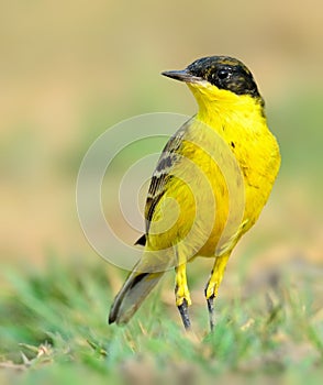 Western Yellow Wagtail wagging tail and forging photo