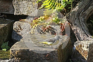 Yellow wagtail on rock photo