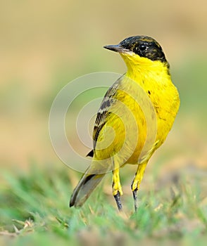 Western Yellow Wagtail wagging tail and forging