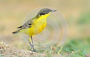 Western Yellow Wagtail wagging tail and forging