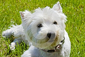 Westhighland Terrier
